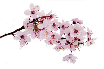 Kirschblüte - 22000781