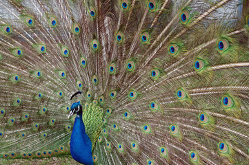 Obraz premium Pfau zeigt seine Pracht