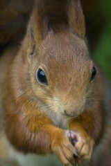 Red squirrel