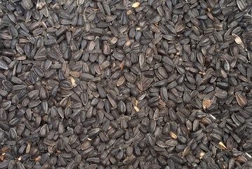 sunflower seed