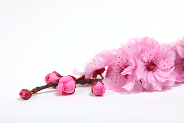 Fototapeta na wymiar Pink Cherry Blossom Flowers Closeup