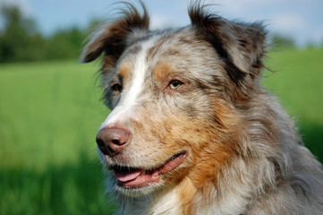 Australian Shepherd