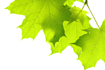 leaves isolated on white background