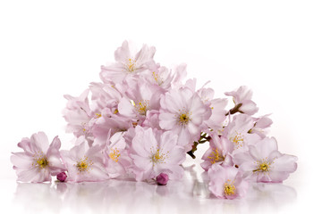 Frühlingsblumen wd669