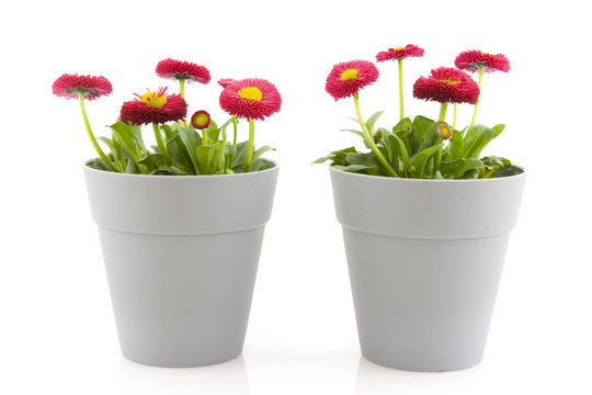 Fototapeta Bellis flowers