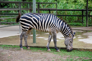 Fototapeta na wymiar close up of zebra at lok kawi wildlife park
