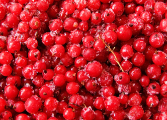 Berries   currant  frozen  red