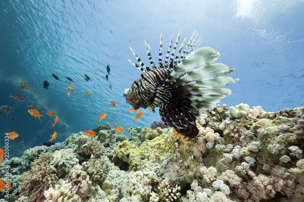 Wall mural lionfish and ocean