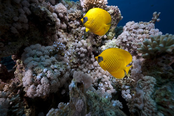 butterflyfish and ocean