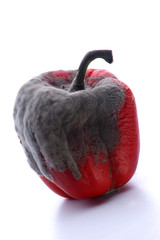 vom Schimmelpilz befallene rote Paprika