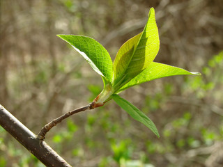 first spring leaves