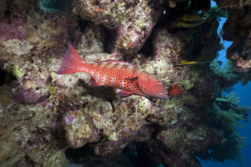 coralgrouper and ocean