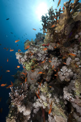 Plakat ocean, coral and fish