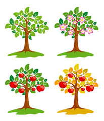 Apple-tree at different seasons