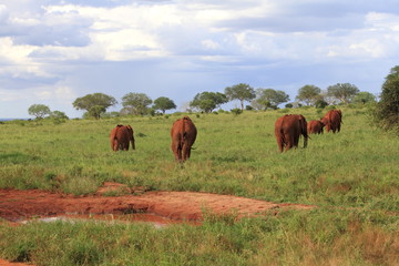 Fototapeta na wymiar elefante kenya tsavo