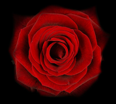 Dark Red Rose