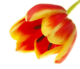 detail close up view of a red tulip