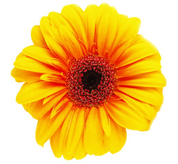 Photo of gerber flower isolated on white background