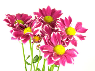 Isolated Zinnia Flower on white background