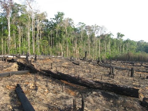 Abholzung, Brandrodung des Amazonas Regenwald, Brasilien