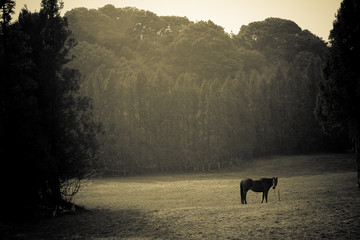 attract landscape with horse