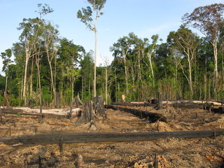 Abholzung, Brandrodung Amazonas Regenwald. Brasilien