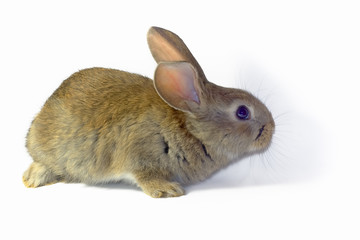 Cute fluffy domestic rabbit close-up on a white background