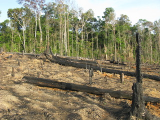 Abholzung - Brandrodung Regenwald, Amazonien Brasilien