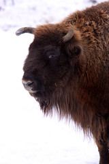 Wisent im Winter