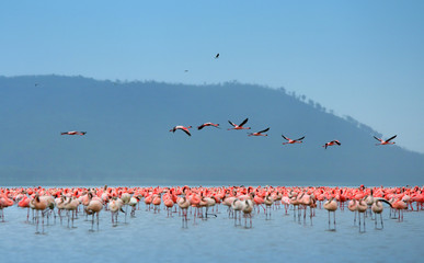flock of flamingos © Anna Om