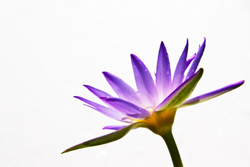 Fototapeta premium Lotus