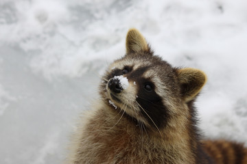 Waschbär