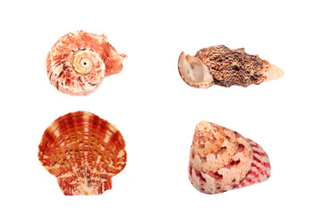 Sea shells isolated on white