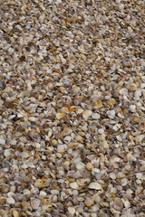 Shell