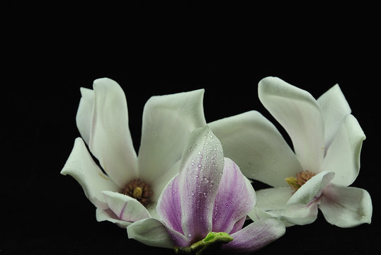 magnolienhaufen 2 © maunzel