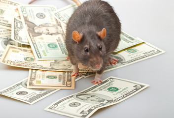 Funny rat accountant standing over dollars
