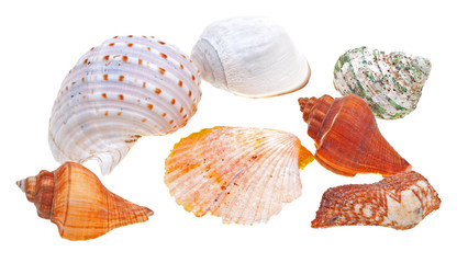 Beautiful seashells isolated on white