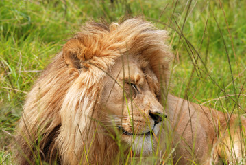 resting lion,Kruger n.p.,South Africa