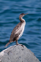 Fototapeta na wymiar kormoran