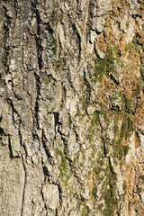 Texture larch bark