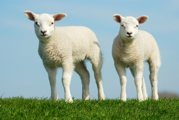 Obraz premium Cute lambs in spring