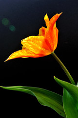 tulipano aperto