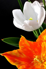 tulipani bianco e arancione