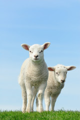 Fototapeta premium Cute lambs in spring