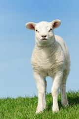 Naklejka na ściany i meble Cute lamb in spring