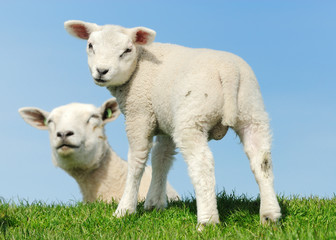 Obraz premium Cute lambs in spring