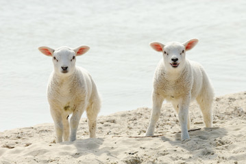 Fototapeta premium Cute lambs on the beach in spring