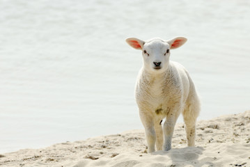 Cute lamb on the beach in spring © Eric Gevaert