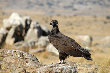 Buitre negro