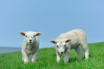Naklejka na ściany i meble Cute lambs in spring